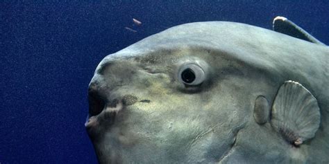 The many inglorious deaths of my virtual fish .